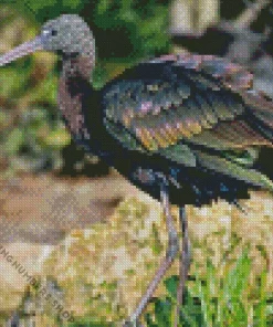 black ibis Diamond By Numbers