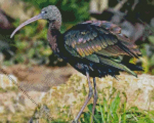 black ibis Diamond By Numbers