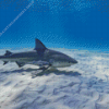 bull shark Diamond Paintings