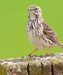 cute Meadow bird Diamond Dotz