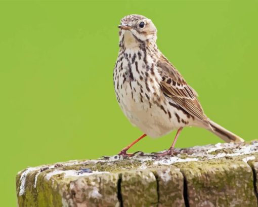 cute Meadow bird Diamond Dotz