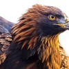 golden eagle Diamond By Numbers