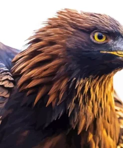 golden eagle Diamond By Numbers