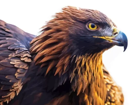 golden eagle Diamond By Numbers