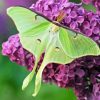 luna moth Diamond Paints