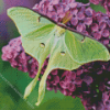 luna moth Diamond Paints