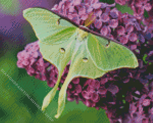 luna moth Diamond Paints