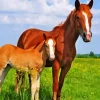 mare and foal in pasture Diamond By Numbers