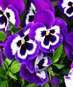 pansy flower Diamond Paints