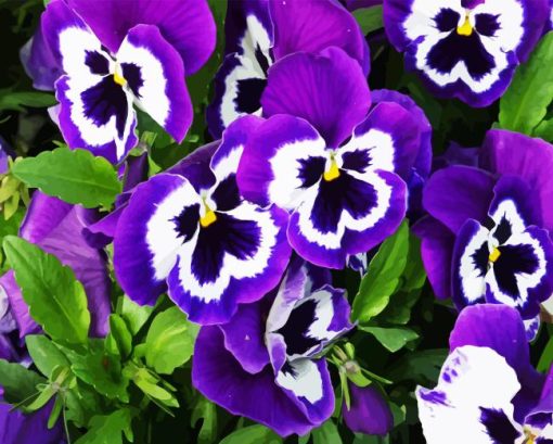 pansy flower Diamond Paints