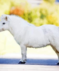 shetland pony Diamond Dotz