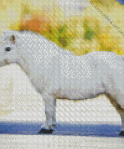 shetland pony Diamond Dotz