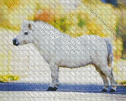 shetland pony Diamond Dotz