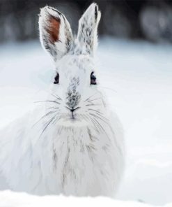 snowshoe hare Diamond Dotz