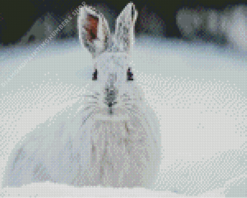 snowshoe hare Diamond Dotz