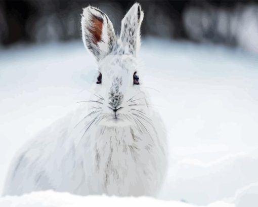 snowshoe hare Diamond Dotz