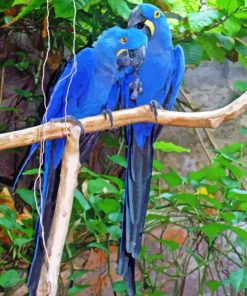 two blue birds Diamond Dotz