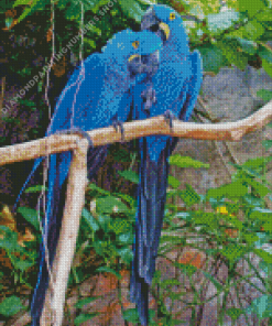 two blue birds Diamond Dotz