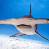 hammerhead shark Diamond By Numbers