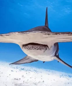 hammerhead shark Diamond By Numbers