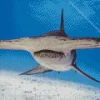 hammerhead shark Diamond By Numbers