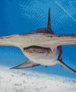 hammerhead shark Diamond By Numbers