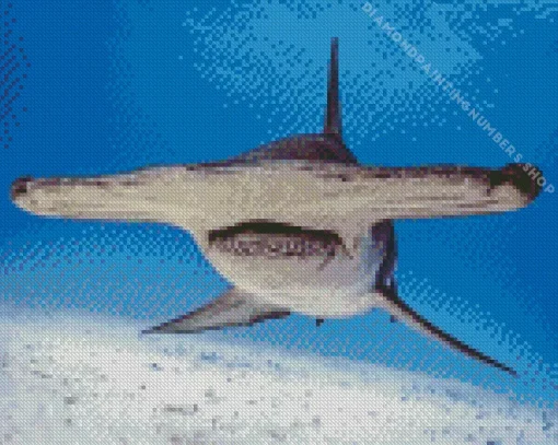 hammerhead shark Diamond By Numbers