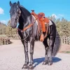 Black western horse Diamond Paintings