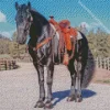 Black western horse Diamond Paintings