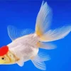Oranda Goldfish Diamond Paints