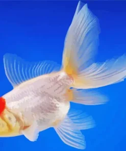 Oranda Goldfish Diamond Paints