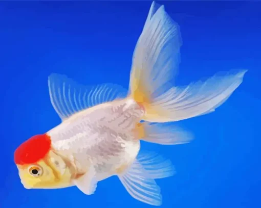 Oranda Goldfish Diamond Paints