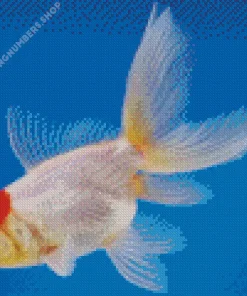 Oranda Goldfish Diamond Paints