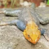 Orange Agama Diamond Paintings