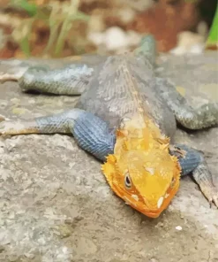 Orange Agama Diamond Paintings