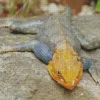 Orange Agama Diamond Paintings