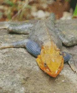 Orange Agama Diamond Paintings