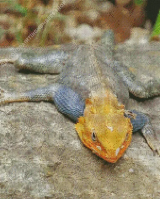 Orange Agama Diamond Paintings