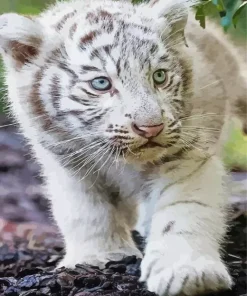 baby albino tiger Diamond Paintings