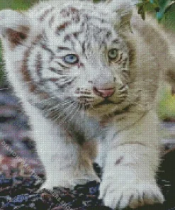 baby albino tiger Diamond Paintings