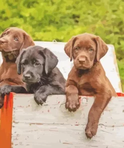 black vs chocolate labs puppy Diamond Paintings
