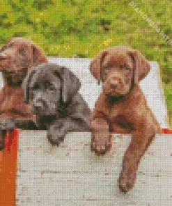 black vs chocolate labs puppy Diamond Paintings