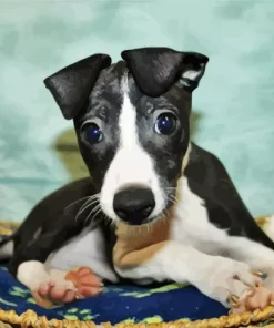 black whippet puppy Diamond Paintings