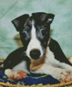 black whippet puppy Diamond Paintings