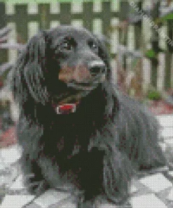 black wiener dog long hair dog Diamond Paintings
