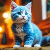 blue eyed baby grey cat Diamond Paintings