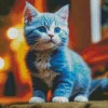 blue eyed baby grey cat Diamond Paintings
