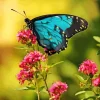 blue monarch butterfly Diamond Paintings