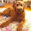 f1 goldendoodle red Diamond Paintings