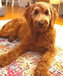 f1 goldendoodle red Diamond Paintings